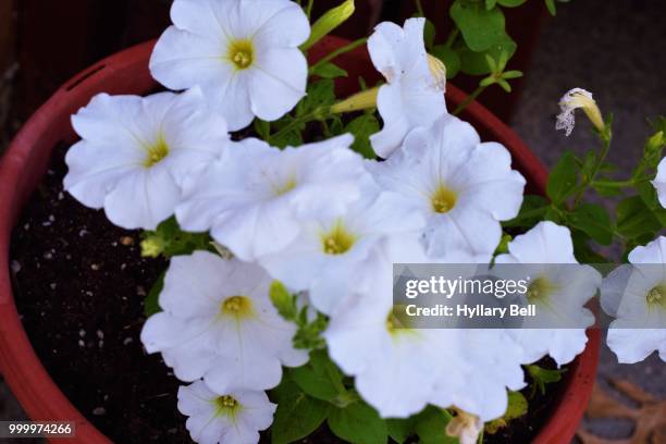 white flowers - violetta bell foto e immagini stock