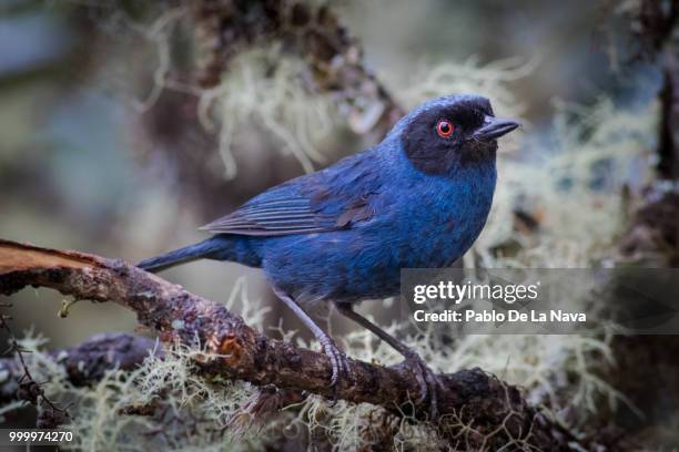 masked flowerpiercer (diglossa cyanea) - pablo stock pictures, royalty-free photos & images