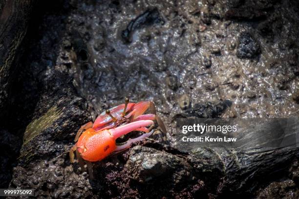 leave me alone - fiddler crab stock pictures, royalty-free photos & images