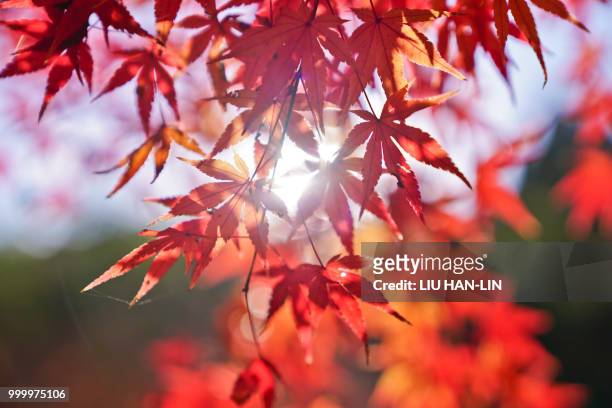 the autumn color - liu he fotografías e imágenes de stock
