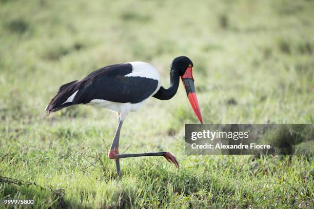 masai-mara - alexandre stock pictures, royalty-free photos & images