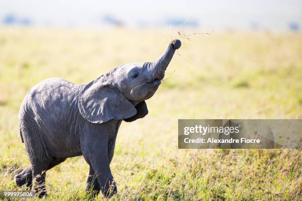 masai-mara - elephant calf stock pictures, royalty-free photos & images