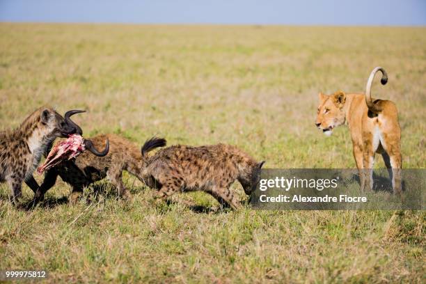 masai-mara - alexandre stock pictures, royalty-free photos & images