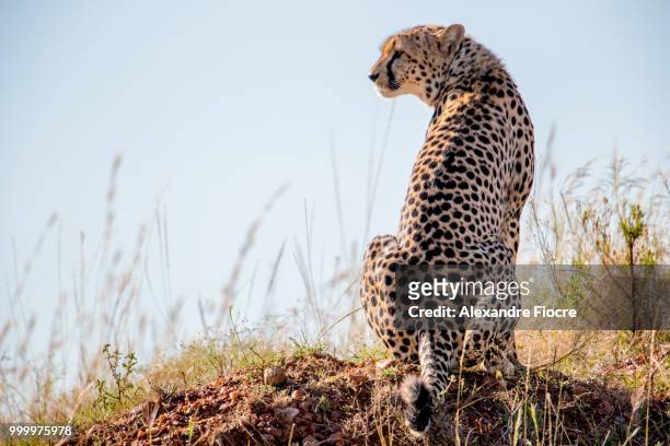 masai-mara - alexandre fotografías e imágenes de stock