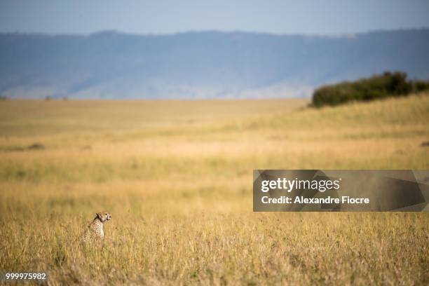 masai-mara - alexandre stock pictures, royalty-free photos & images