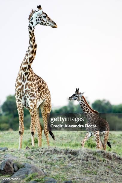 masai-mara - alexandre stock pictures, royalty-free photos & images