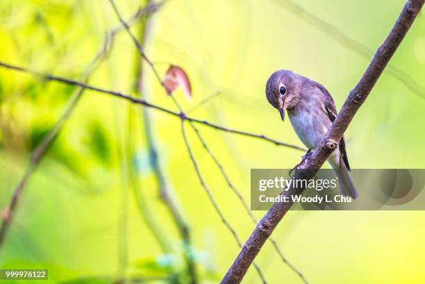 asian brown flycatcher - flycatcher stock pictures, royalty-free photos & images