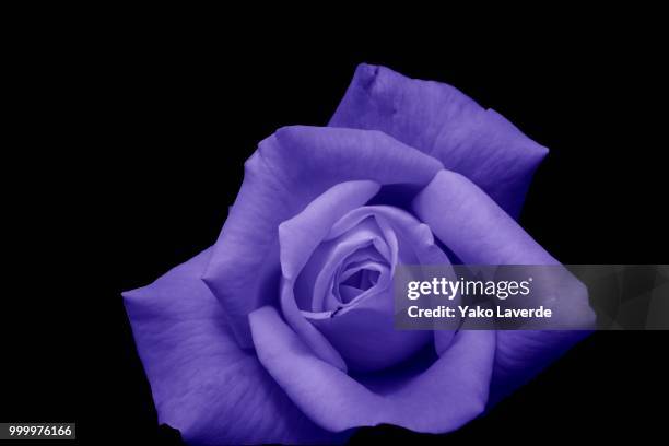 rose - yako stock pictures, royalty-free photos & images