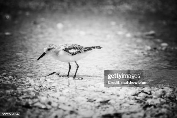 little birdie - sanderling bildbanksfoton och bilder