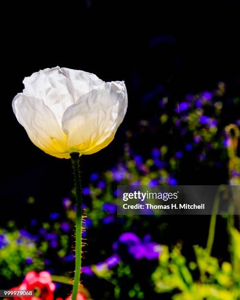 ca-palm springs-south palm canyon drive - mitchell stock pictures, royalty-free photos & images