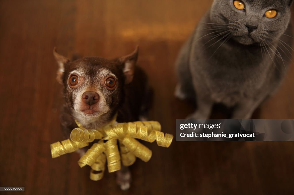 Shortcoat Chihuahua dog and Chartreux cat sitting on the floor