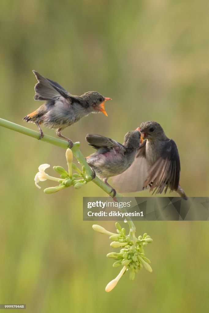 Bird feeding two chicks, Bogor, West Java, Indonesia
