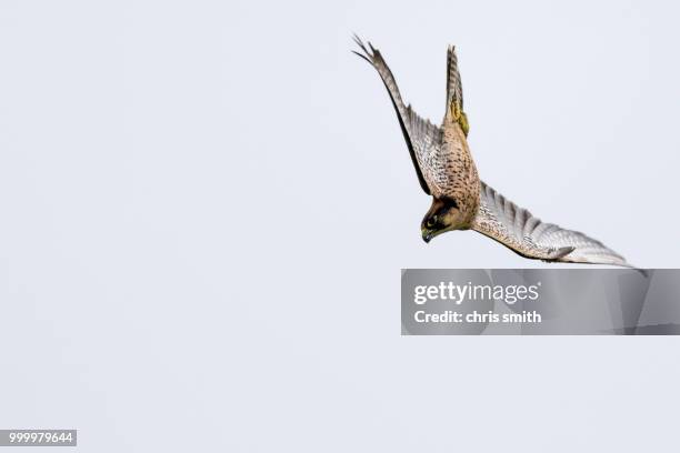 new zealand falcon (falco novaeseelandiae) - falcon foto e immagini stock