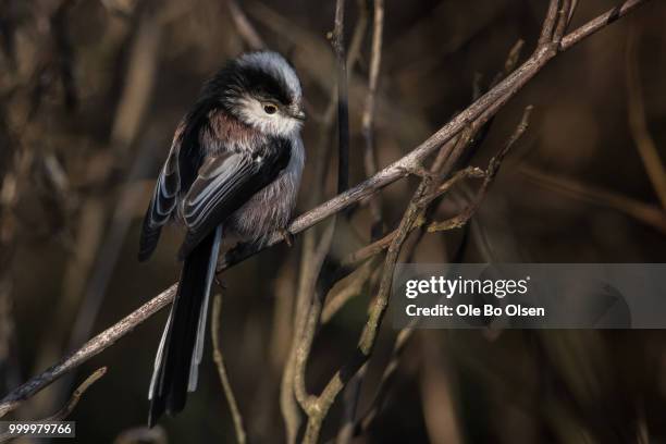 silverthroated tit - olsen stock pictures, royalty-free photos & images