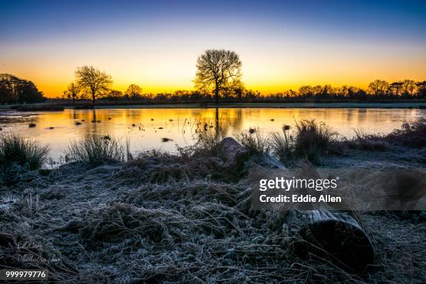 sunrise in bushy park - bushy stock pictures, royalty-free photos & images