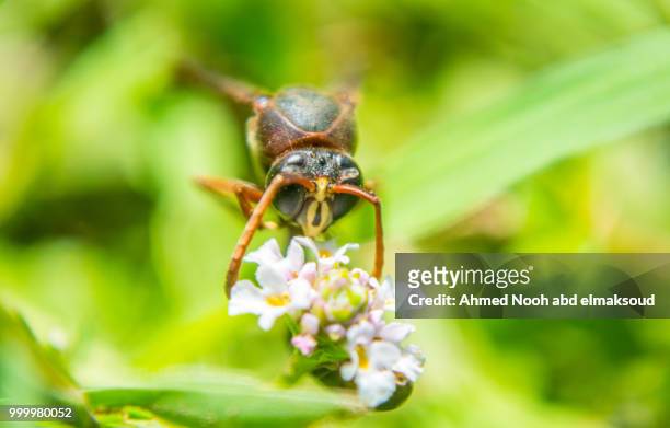 wasp - african wasp stock pictures, royalty-free photos & images