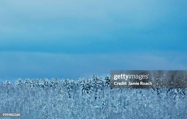 hdr blue trees snow sky - jamie stock pictures, royalty-free photos & images