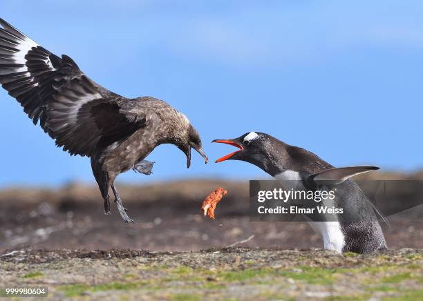 petty theft of food - charadriiformes stock pictures, royalty-free photos & images