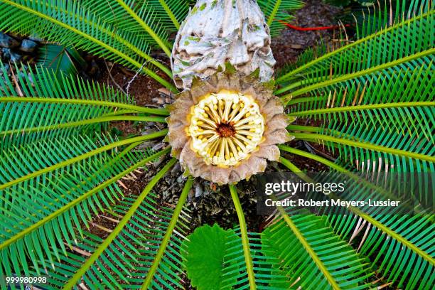 sherman gardens study 5 - cycad stock pictures, royalty-free photos & images