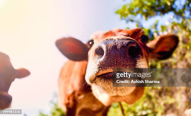 let me frame moo too - for me stock pictures, royalty-free photos & images