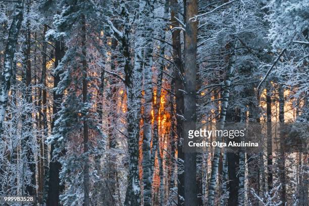 winter forest - olga stock pictures, royalty-free photos & images
