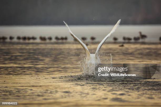 swan take off - swan imagens e fotografias de stock