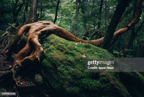 yakushima temperate rainforest, kagoshima, japan - ippei naoi fotografías e imágenes de stock