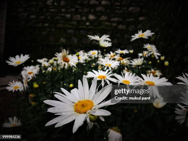 chrysanthemum - mukul stock pictures, royalty-free photos & images