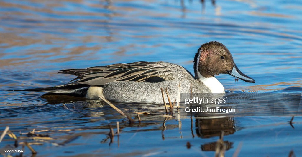 Pintail