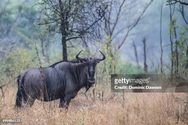 a wildebeest life - dominic stock-fotos und bilder