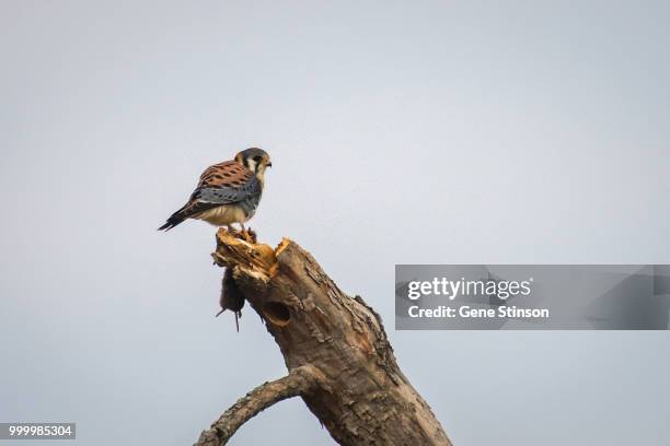 kestrel - sparrow hawk - fotografias e filmes do acervo