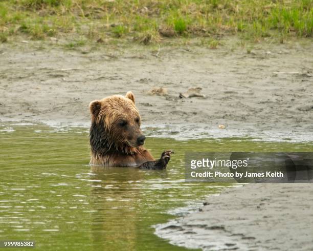 an alaskan grizzly bear enjoying a quick dip into the nearby water. - grizzly bear stock-fotos und bilder