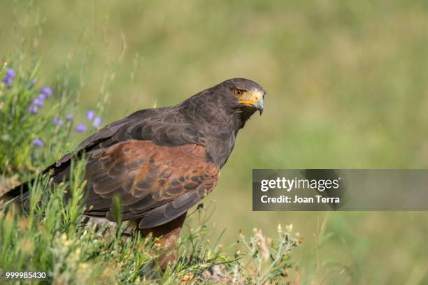 golden eagle - tefra stock pictures, royalty-free photos & images