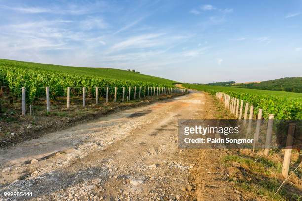 row vine green grape in champagne vineyards at montagne de reims - route montagne stockfoto's en -beelden