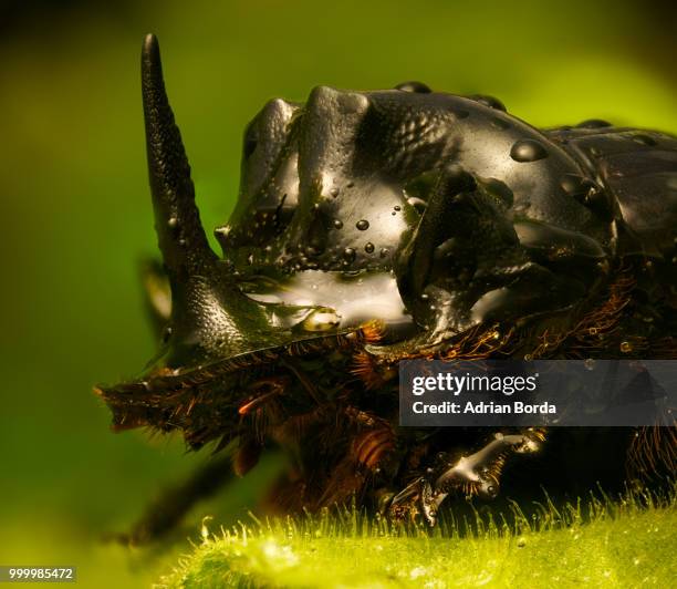 the dark knight unicorn - horned beetle stock-fotos und bilder