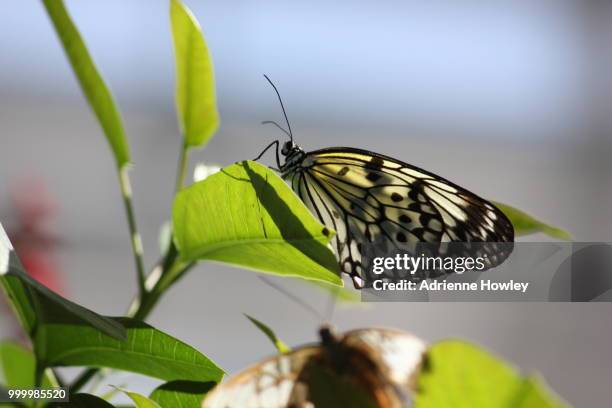 black and white butterfly - adrienne stock pictures, royalty-free photos & images