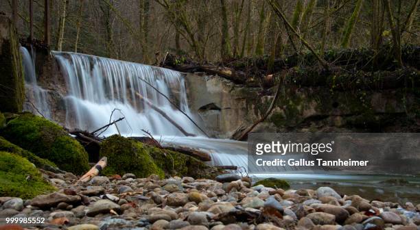 wasserfall - gallus gallus stock pictures, royalty-free photos & images