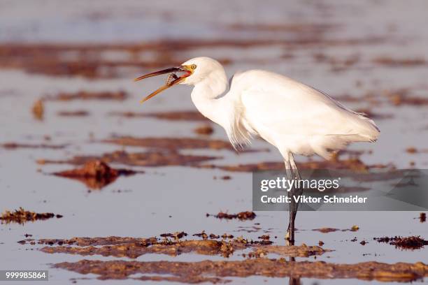 little heron eats fish. - schneider stock pictures, royalty-free photos & images