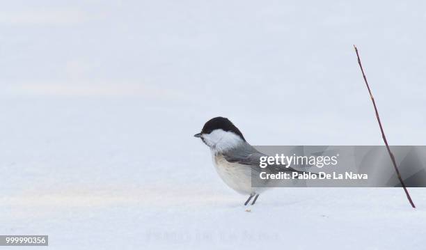 willow tit (poecile montanus) - pablo stock pictures, royalty-free photos & images