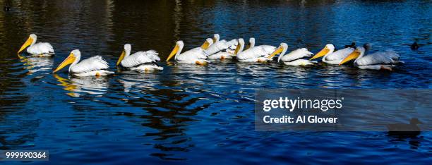 pelicans on parade - parade bildbanksfoton och bilder