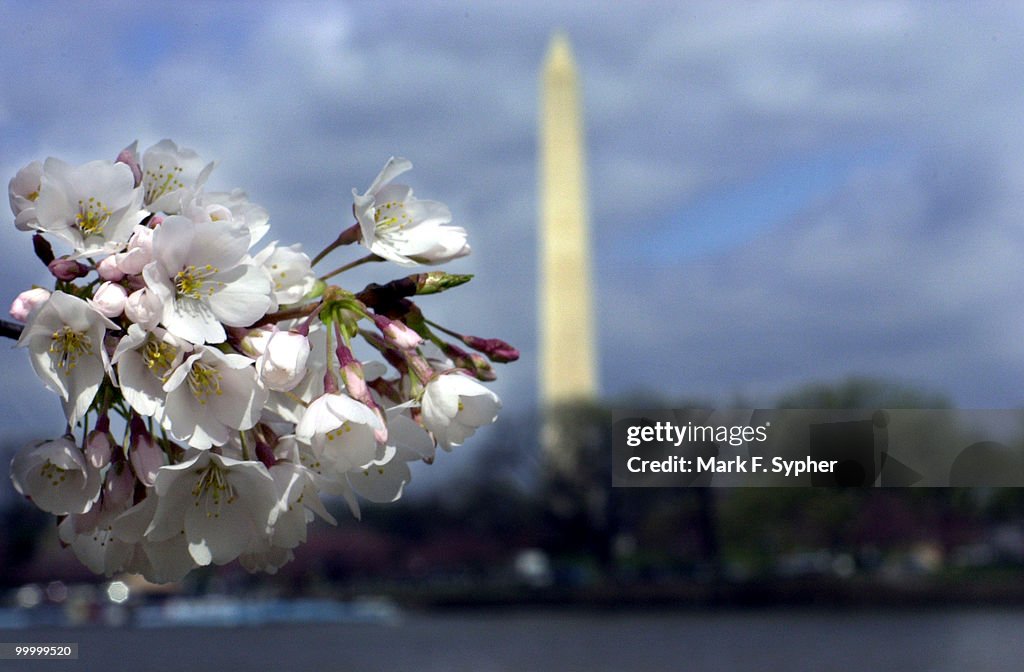 Cherry Blossoms