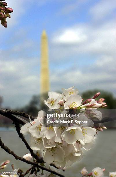 Cherry blossoms are begining to appear on the cherry trees surrounding the tidal basin on the south side of the Mall on Wednesday. This weekend...