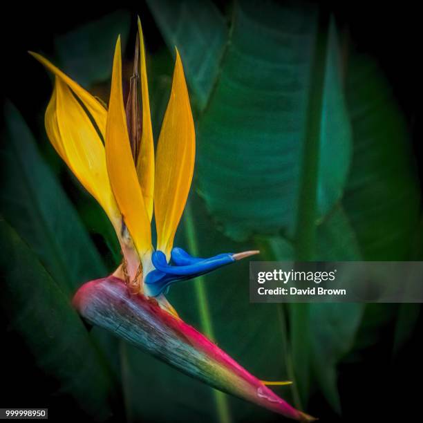 bird of paradise - paradise bildbanksfoton och bilder