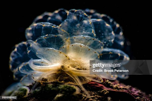 cereyce elegans - elegans - fotografias e filmes do acervo