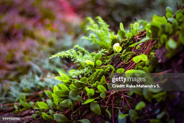 a small garden - banks post near record profits in second quarter of 2014 stockfoto's en -beelden