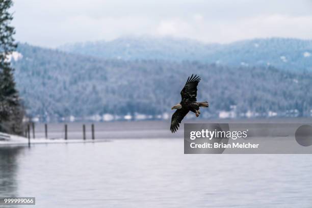 eagle in flight - brian stock-fotos und bilder