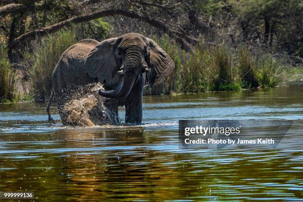 an african elephant using its trunk to cover itself with mud and water for protection from the hot midday sun. - schlammbaden stock-fotos und bilder