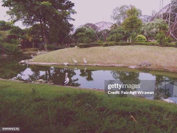 goose in bird park - mini park indonesia - banks post near record profits in second quarter of 2014 stockfoto's en -beelden