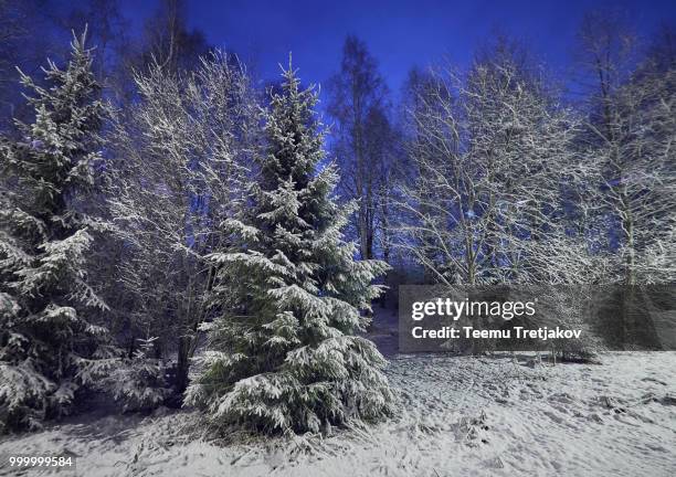 snowy trees at winter night - teemu tretjakov stock pictures, royalty-free photos & images