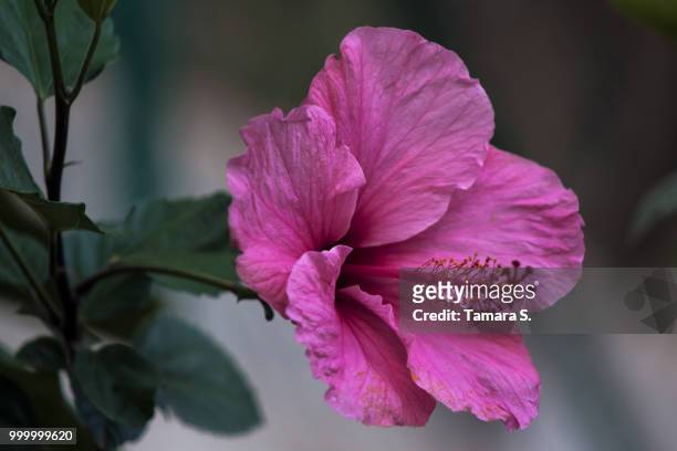 flower - tamara day 個照片及圖片檔